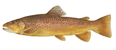 picture of a brown trout that is stocked and fished at lake wallenpaupack
