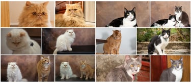Collage de hermosos gatos