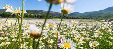Is Chamomile a Reliable Remedy for Menstrual Symptoms? www.naturalmedicineheals.com
