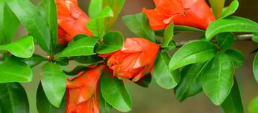 Pomegranate Flower for Heavy Bleeding www.naturalmedicineheals.com