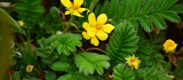 The Powerful Potential of Potentilla www.naturalmedicineheals.com