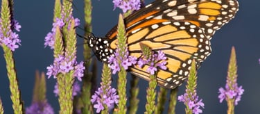 The Underutilized Benefits of Vervain www.naturalmedicineheals.com