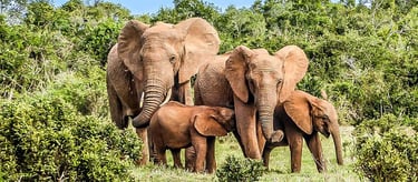 A Group of Elephants in the Tai National Park in Ivory Coast