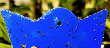 Fungus gnats stuck to a sticky trap