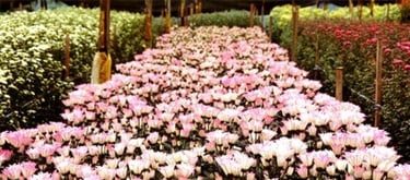 4 Days 3 Nights Cameron Highlands Tour & Travel Packages