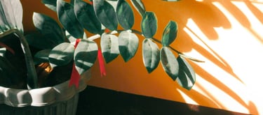 ZZ plant basking in direct sunlight