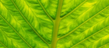 Yellowing leaf with black dots