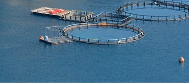 sustainable crab farming