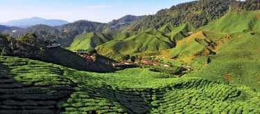 3 Days 2 Nights Cameron Highlands Tour & Travel Packages