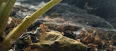 Spider mite webs visible in the base of a plant pot