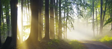 Gestalt et enseignement, thérapie pour enseignants