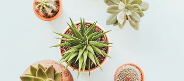 Close up of Cacti in pots