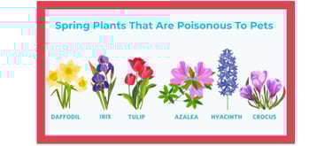 Spring plants toxic to dogs including daffodils, tulips, azaleas, hyacinths, crocuses, and iris.