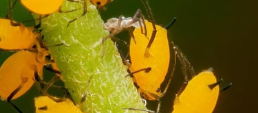 Parasitic midge eating an aphid