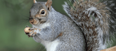 Pest Control in Dorset | Local Pest Control Services