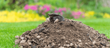 Pest Control in Dorset | Mole Problems Garden | Dark Knight Pest Control