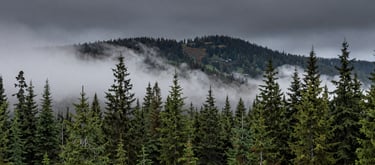 A scenic view of a mist-covered evergreen forest in the North American / Pacific Northwest mountains under a dark slate gray sky.