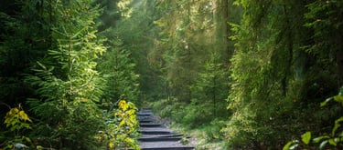Photographie d'un chemin boisé permettant d'illustrer mon parcours.