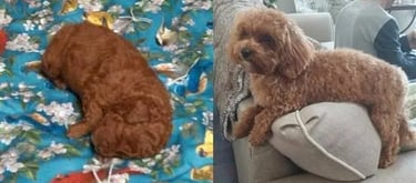 two maltipoo puppies