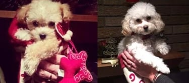 8 weeks and 1 year photo of a puppy