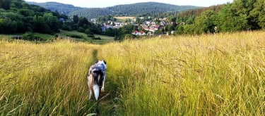 Galgenfeld mit Hund im Sommer