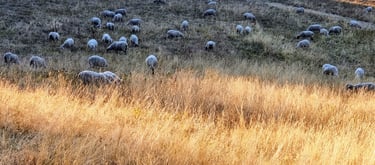 Galgenfeld im Sommer