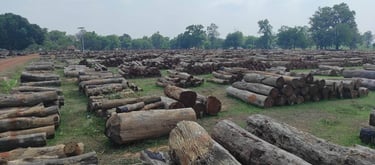 Indian Kino Wood Logs β Premium Timber Sourced from Forest Areas for Export