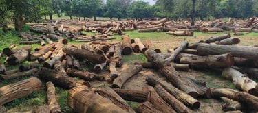 Indian Sal Timber Ready for Processing and Export – High Quality Wood