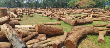 Dense Kino Wood Forest in India β Natural Source of Valuable Hardwood