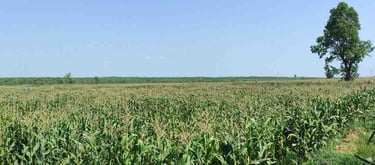 “Front view of healthy maize plants growing in farmland, suitable for agriculture and export industry visuals”