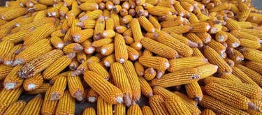 Ripe Yellow Maize with Husk Removed – Harvested Indian Corn Ready for Export