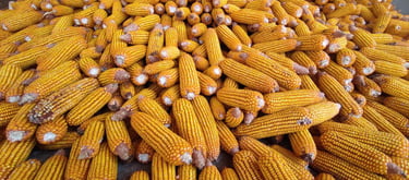 Ripe Yellow Maize with Husk Removed – Harvested Indian Corn Ready for Export