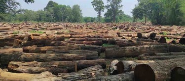 “Wide-angle view of a Sal wood (Shorea robusta) depot showing stacked timber logs and bulk inventory ready for loading.”