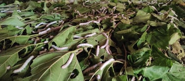 Mulberry Silkworm Feeding on Fresh Mulberry Leaves in India β Natural Silk Production Process