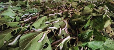 Mulberry Silkworm Feeding on Fresh Mulberry Leaves in India – Natural Silk Production Process