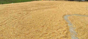 Sun-Dried Maize Grains Spread Under Natural Sunlight in Rural India – Dried Corn Ready for Export