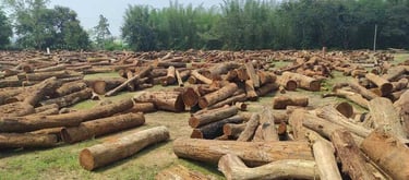 “Premium teak wood depot storage area with neatly stacked timber logs for export”