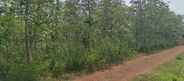 Dense Teak Wood Forest in India – Natural Source of Premium Timber and Hardwood