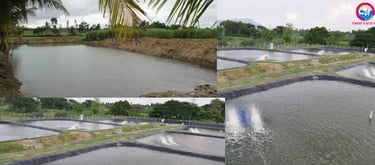 Introduction to Pond-Based Fish Farming: A Simple Guide to Getting Started
