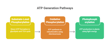 ATP generation pathways