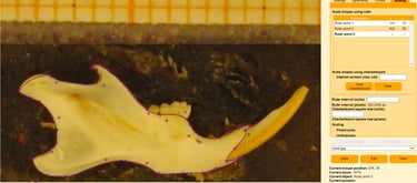 Landmarks and curves obtained with StereoMorph package in a rodent jaw. CC BY-NC-ND 4.0 DEED.