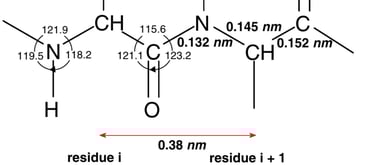 Detailed bond lengths and angles for atoms of the polypeptide backbone