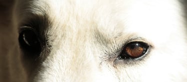 Berger Blanc Suisse de la Comète Blanche White Swiss Shepherd