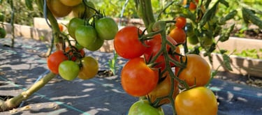 Pied de tomates cerise avec fruits rouge et vert à la ferme gourmande