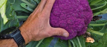 Choux fleur violet à la ferme gourmande