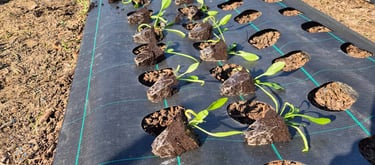 Plantation de plants d'épinard - La ferme gourmande
