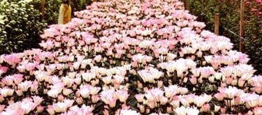 paket tour travel wisata 5 Hari 4 Malam cameron highlands