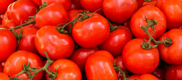 a bunch of tomatoes are shown in this picture