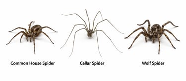 Close-up of three most comon spiders in lebanon 