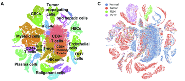 Clustering and visualization of tumor cells